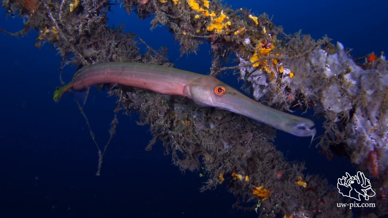 Critters of the Lembeh Strait | Episode 11 - 2015 | Wide Angle Wonder Part 2