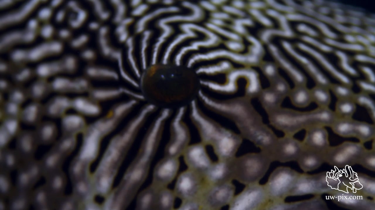 Critters of the Lembeh Strait | Episode 13 - 2015 | Eye Spy A Little Eye
