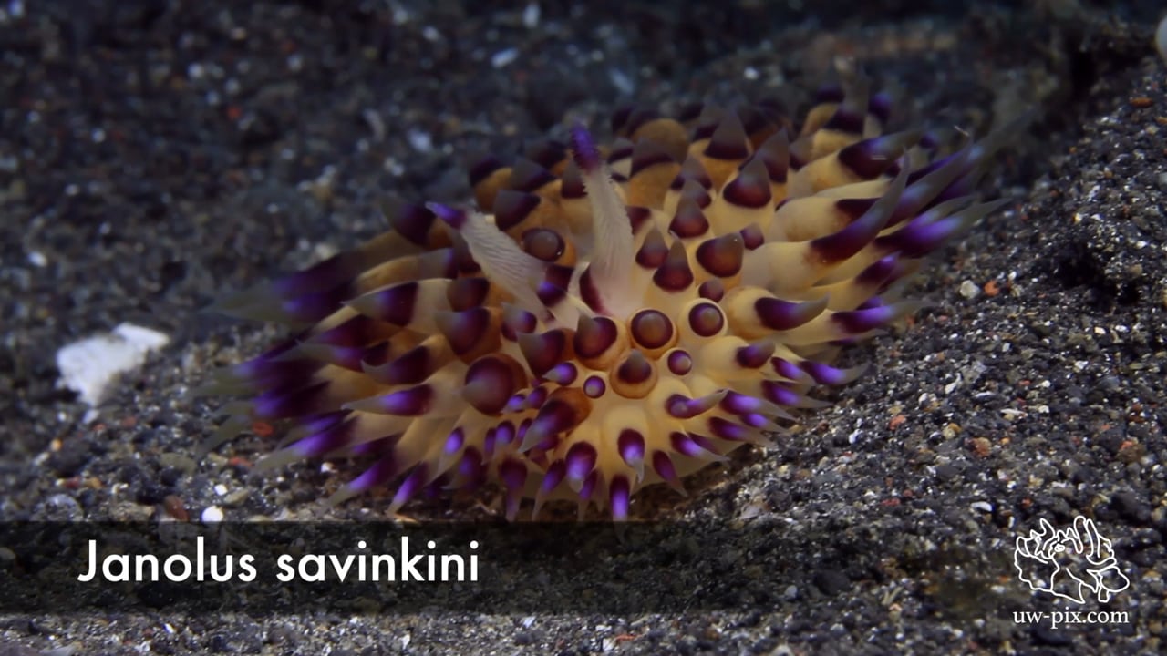 Critters of the Lembeh Strait | Nudibranchs with ID