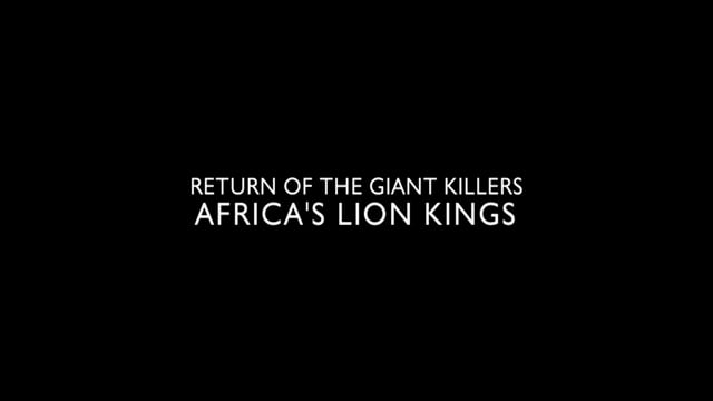 Return Of The Giant Killers: Africa's Lion Kings