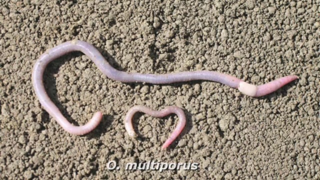 australian earthworm glowing