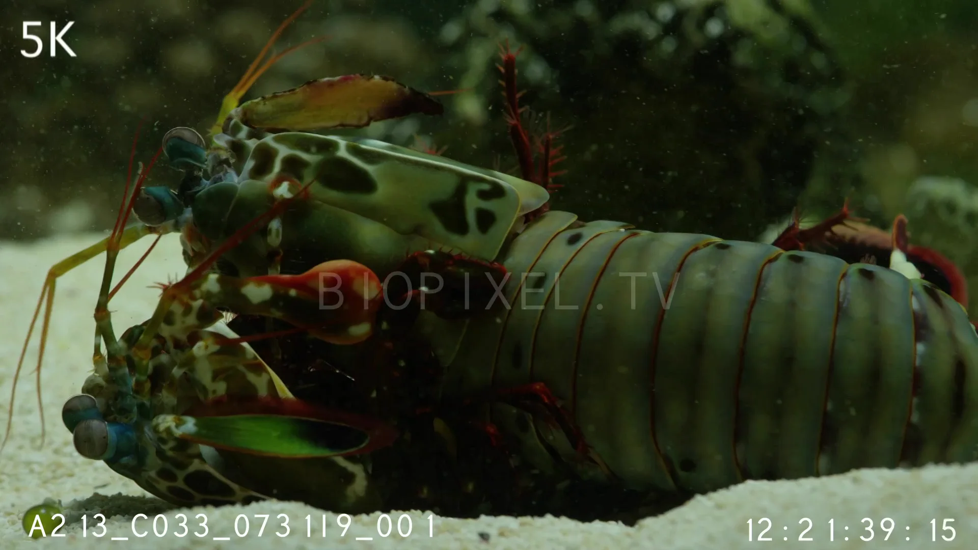 shrimp-peacock-mantis-shrimp-mating-close-up-5k-on-vimeo