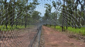 Kakadu feral cat fence research update – fence maintenance