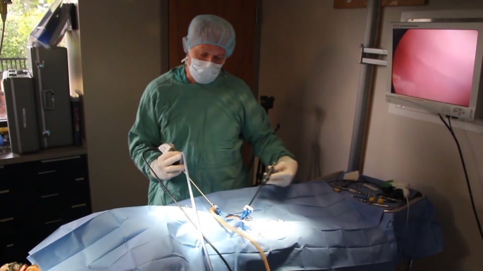 Laparoscopic Spay performed with the vetOvation surgical system