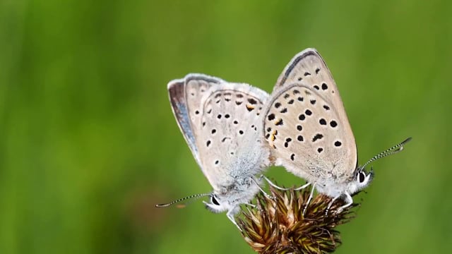 Butterflies, Greenish Blues, Mating. Free Stock Video - Pixabay