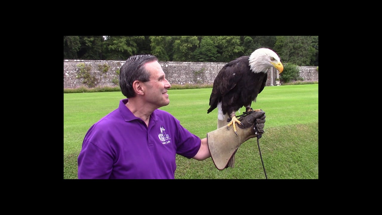 Bald Eagle Guthrie Castle 8-10-15