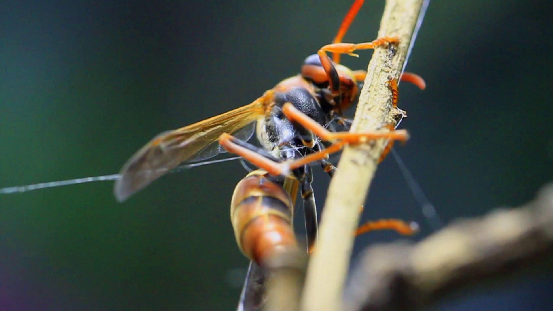 A Bug's Life - 100mm MM w/ Canon 7D