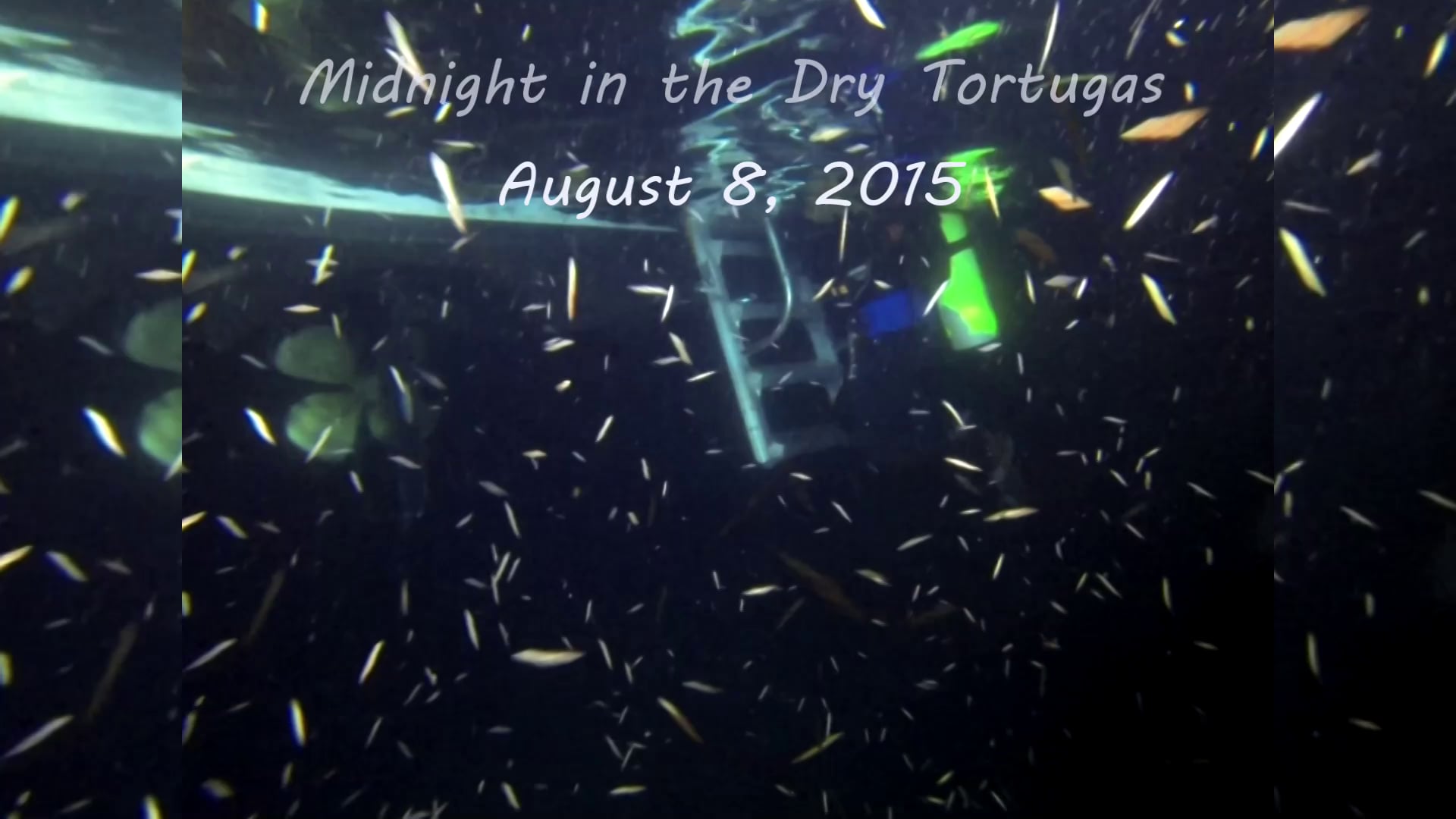 Night Moves: Lobster Dive