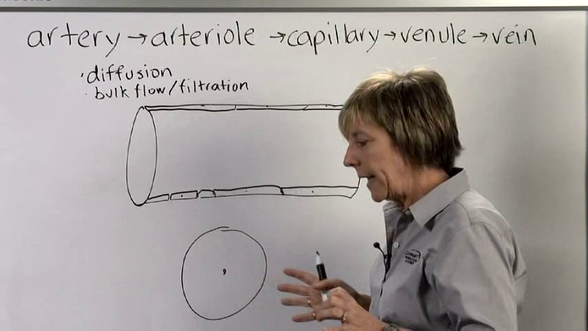 BLOOD VESSELS 3. Capillary Exchange And Special Circulations