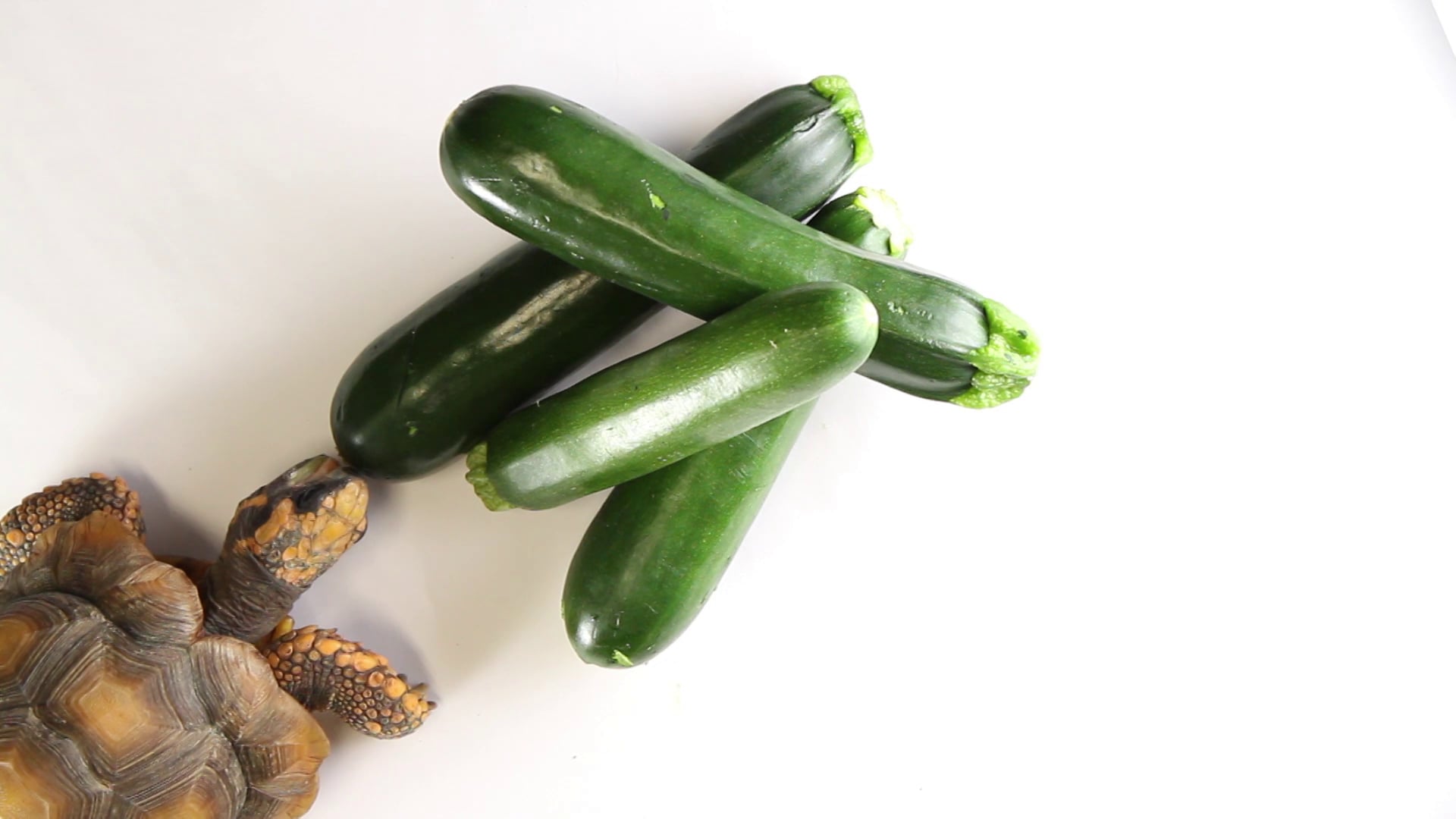 Joey the Turtle Loves Zucchini