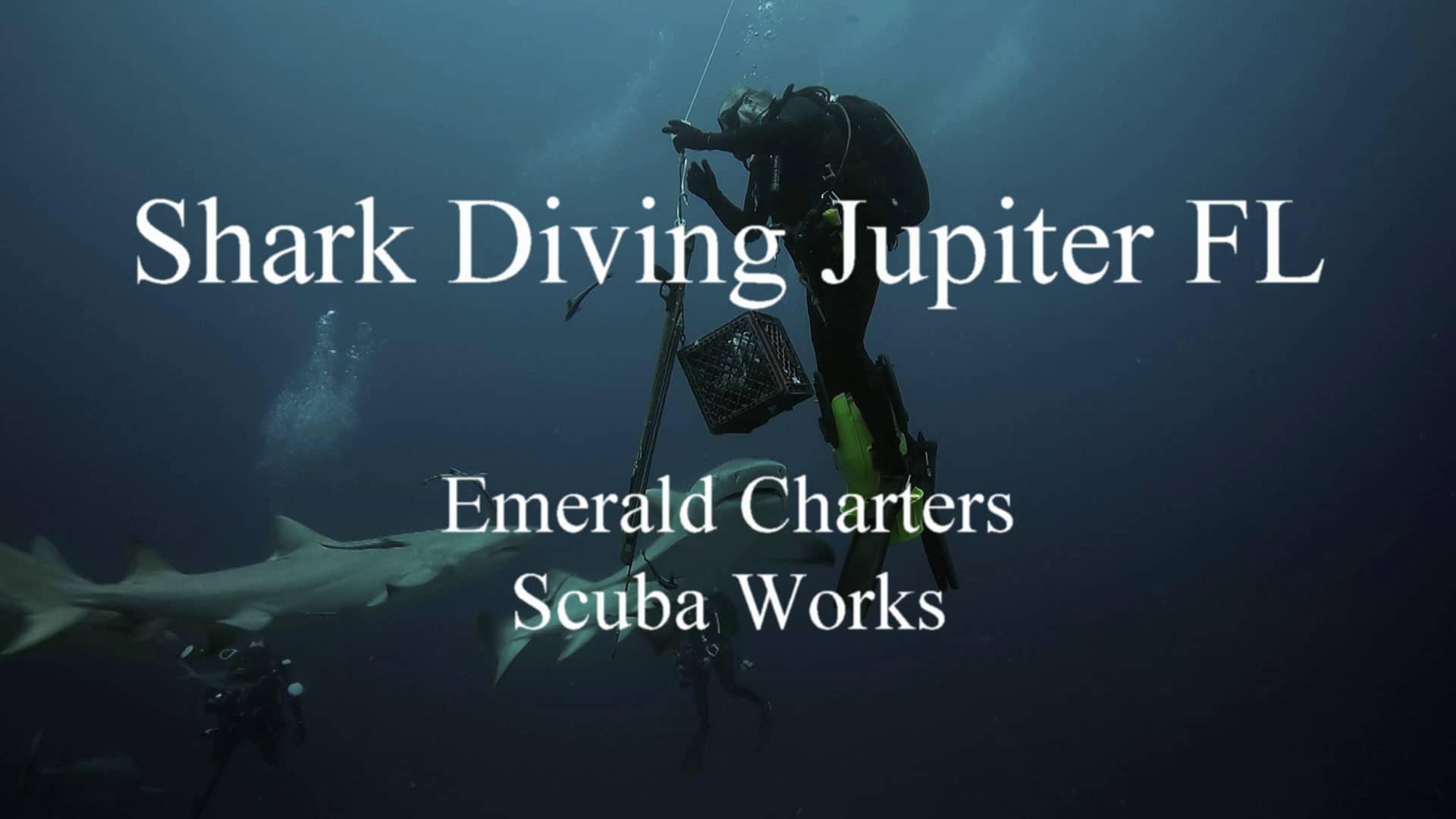 Shark Diving Jupiter FL Emerald Charters & Scuba Works on Vimeo