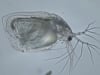 Daphnia