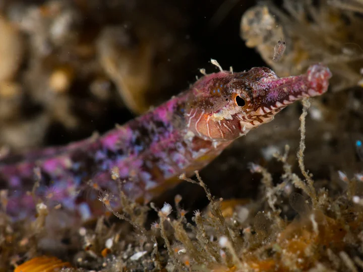 ウェア NIKE - pipefish 531430029-