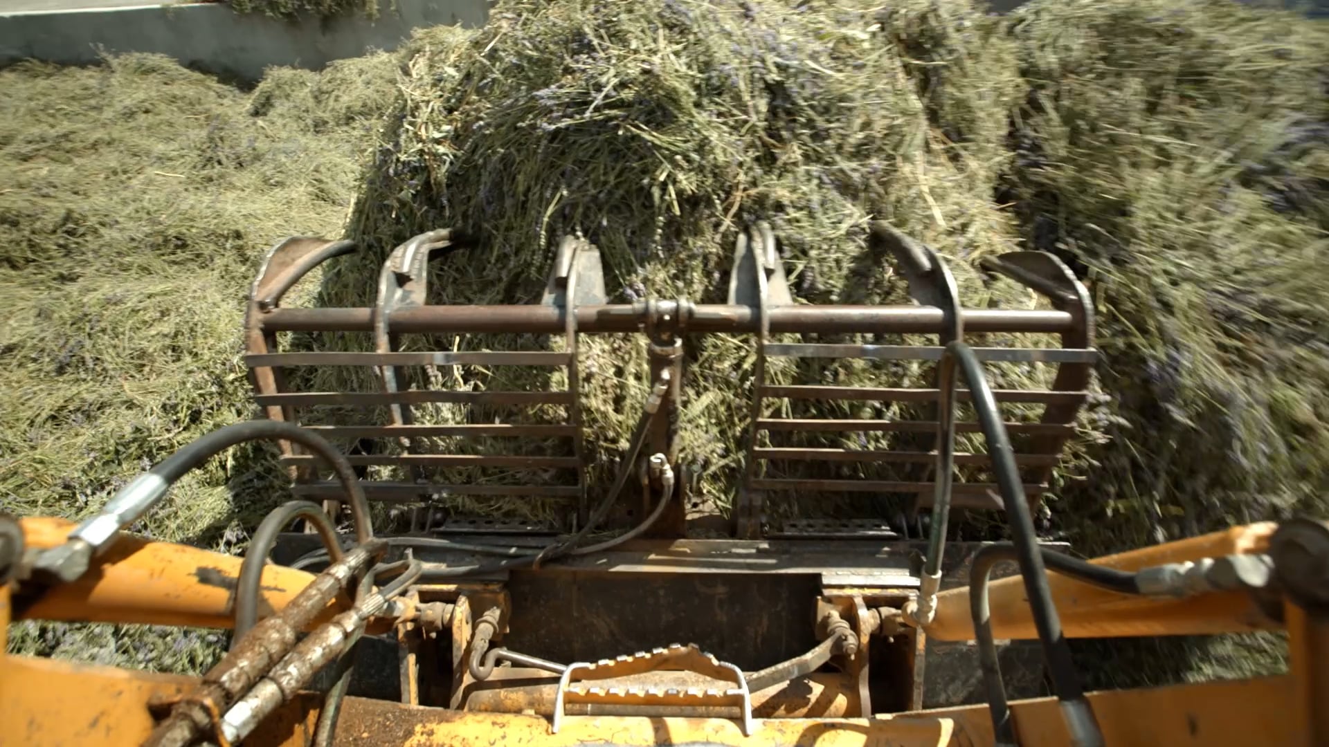 2015 Lavender Harvest