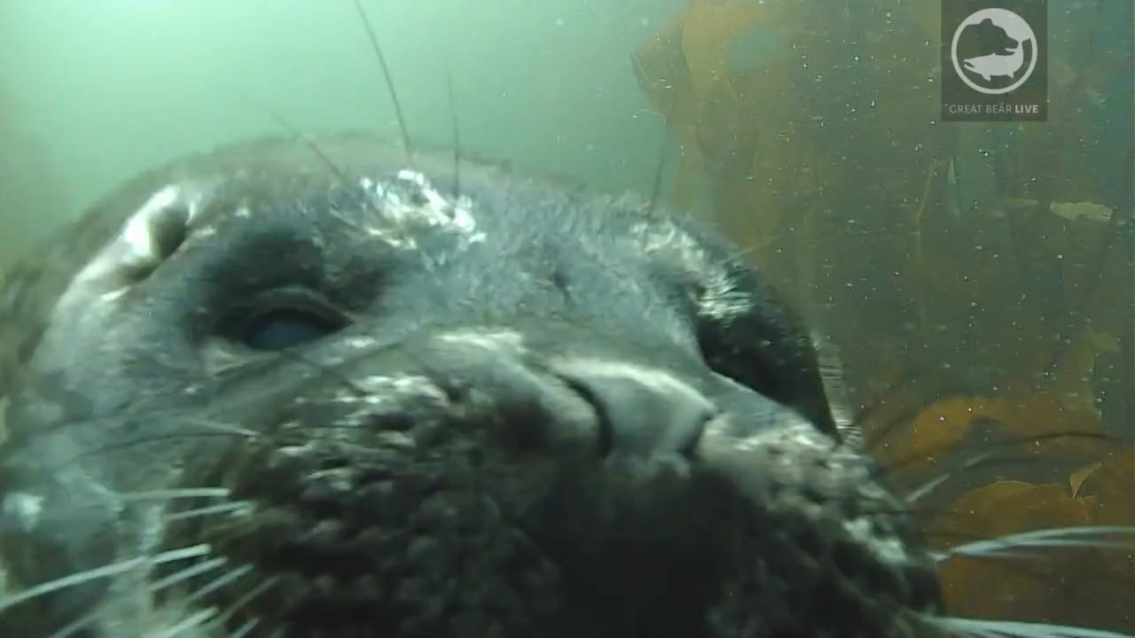 FIELD CAM: Seal Garden highlight reel (August 2015)