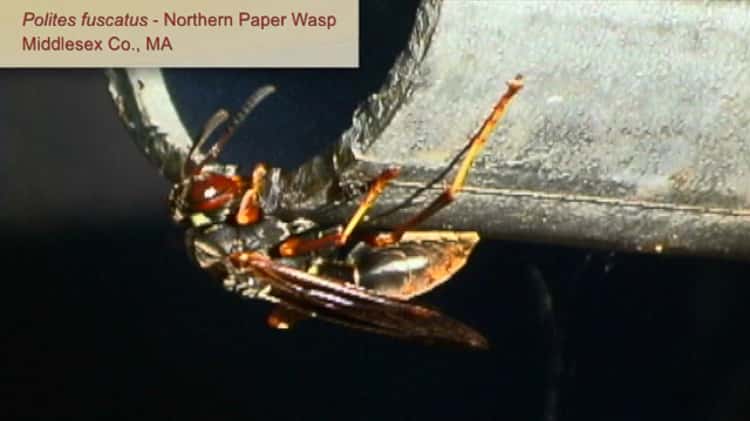 Northern Paper Wasp - Polistes fuscatus 