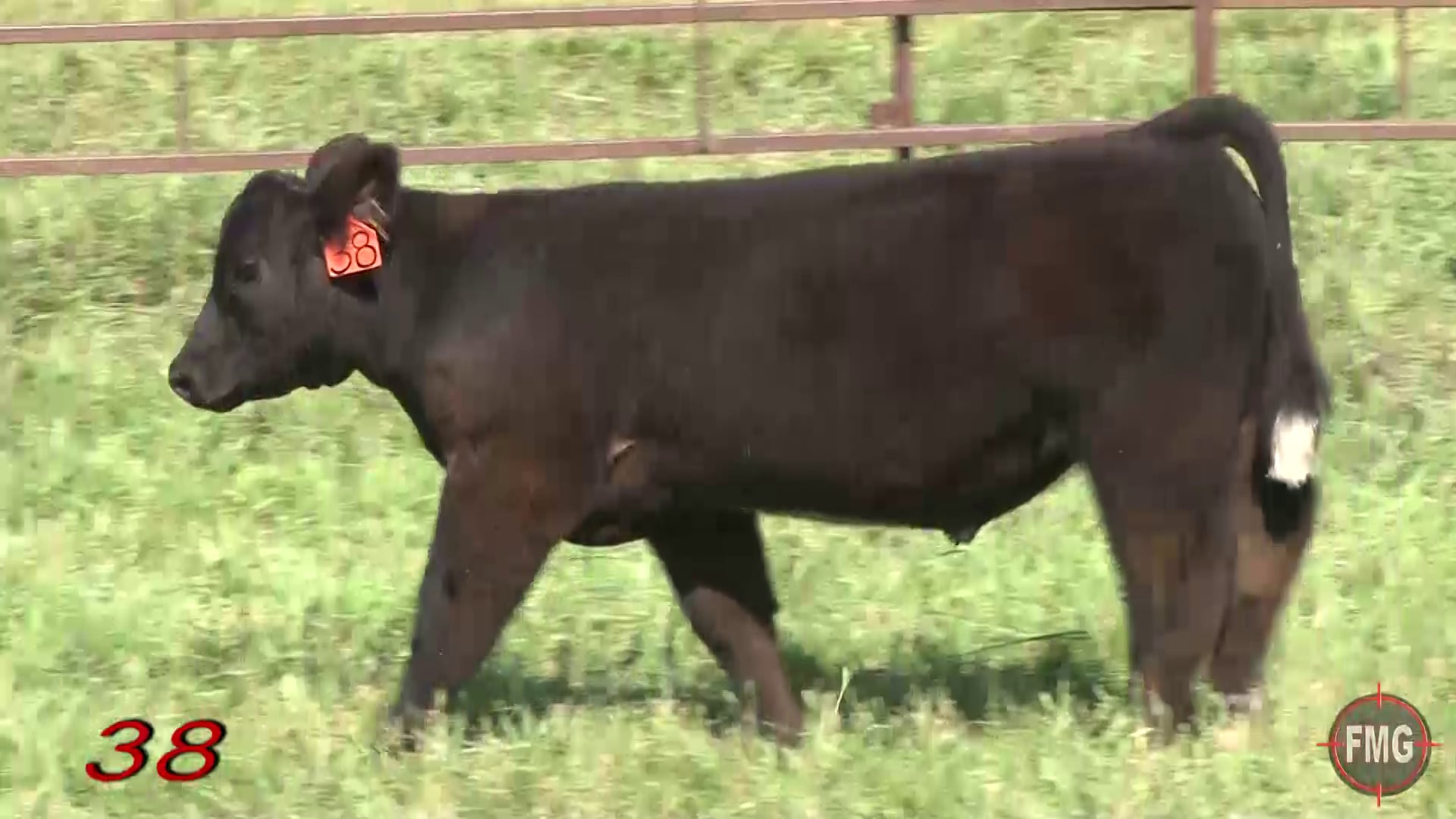 Sullivan Ranch Club Calf Paradise Lot 38 on Vimeo