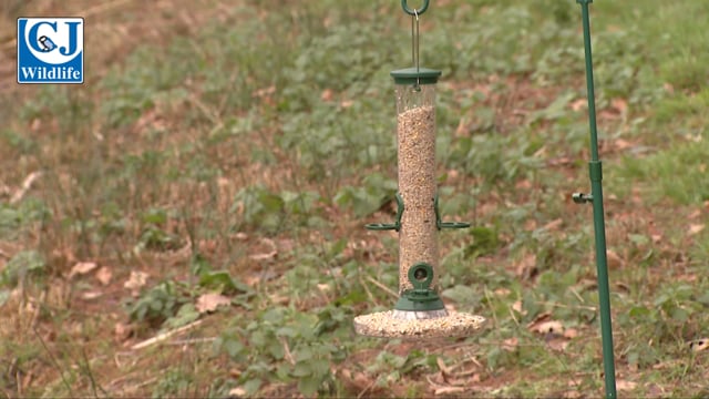 CJ Wildlife Challenger Feeder on Pole