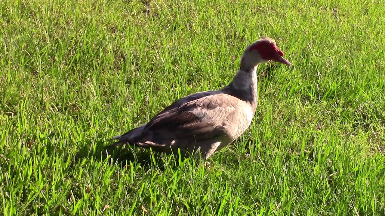 Ducks on Vimeo