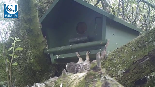 CJ Wildlife Little Owl Apex Nest Box