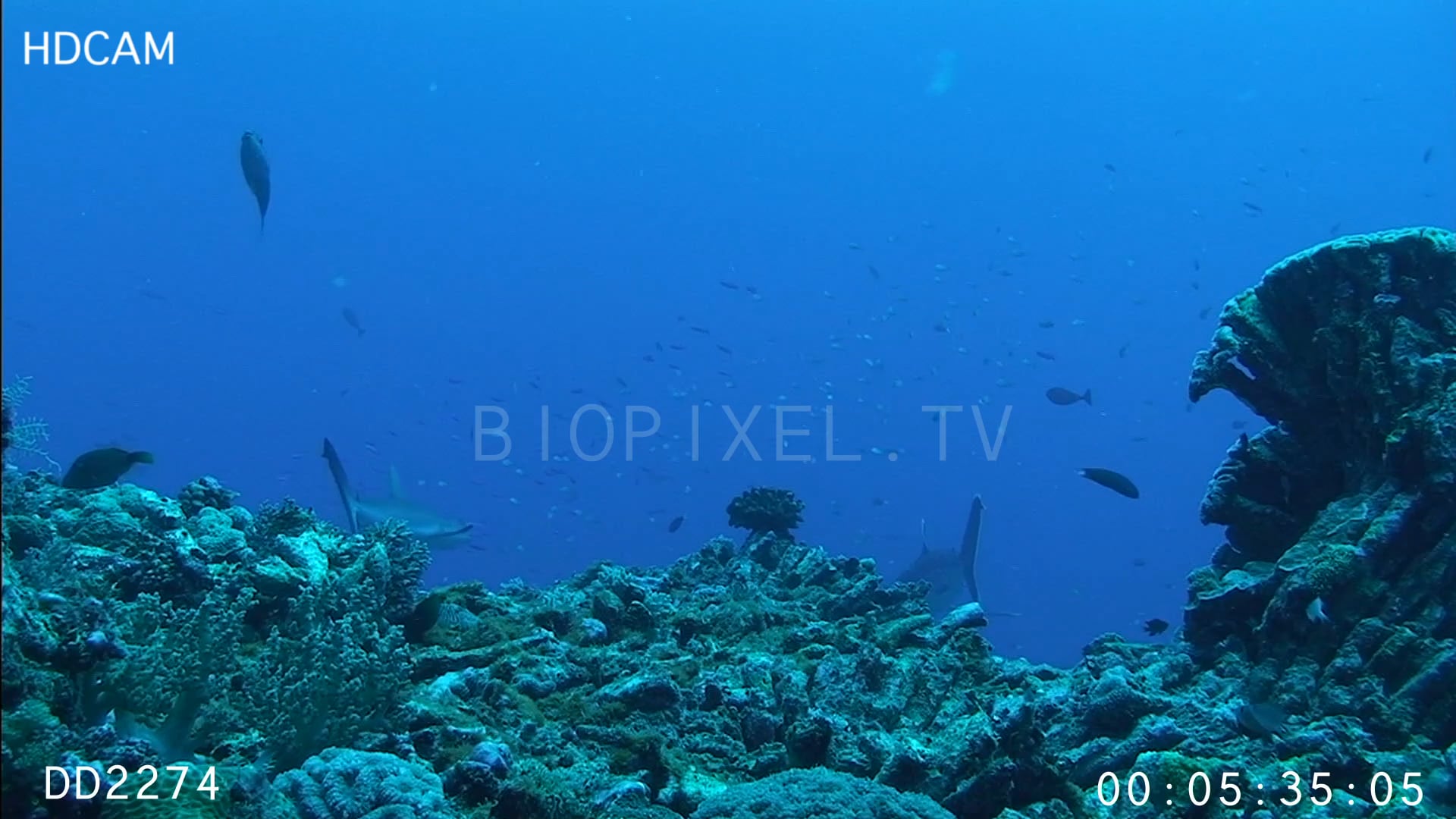 Fish Cleaning station for sharks on Vimeo