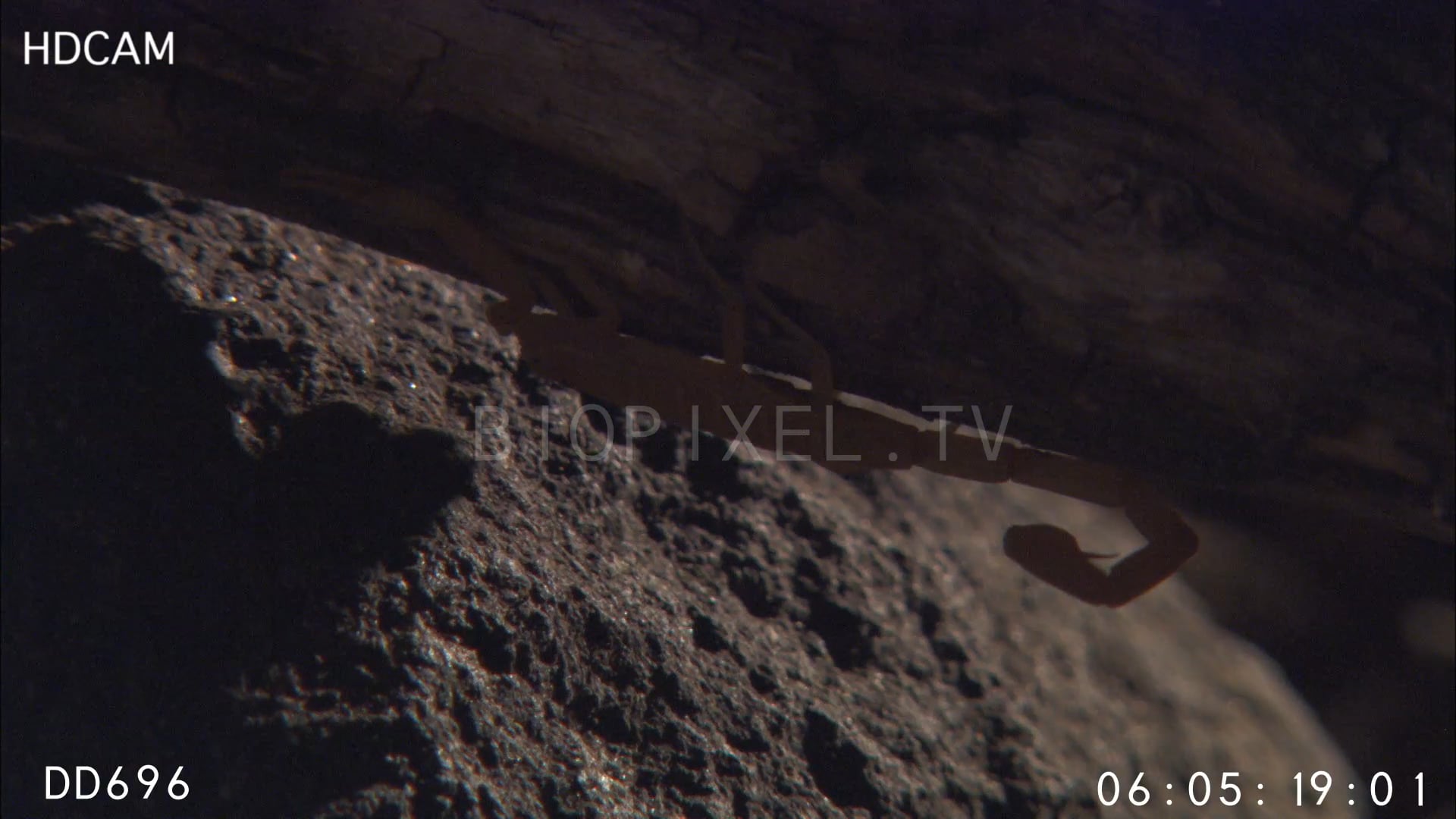 Venomous Animals - Arizona bark scorpion on Vimeo