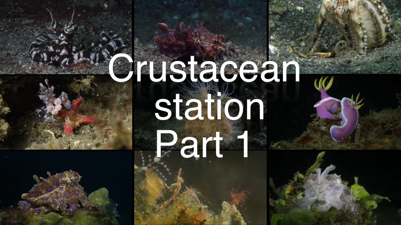 Critters of the Lembeh Strait | Episode 14 - 2015 | Crustacean Station Part 1
