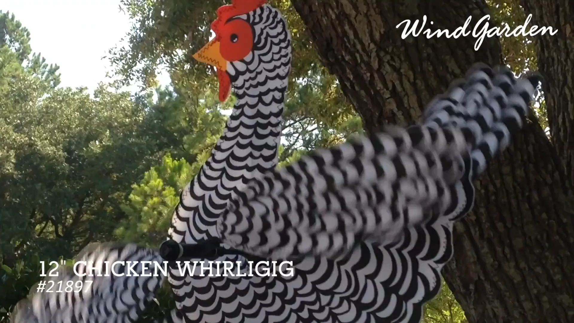 Black/White Chicken 12