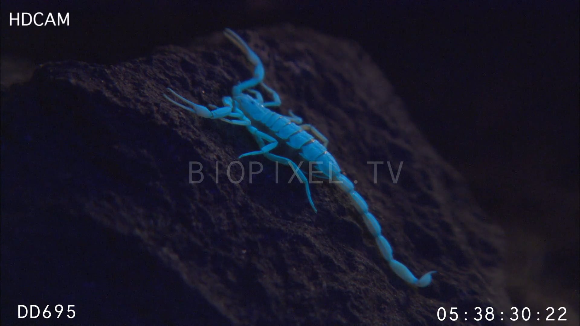 Venomous Animals - Arizona bark scorpion with blacklight on Vimeo