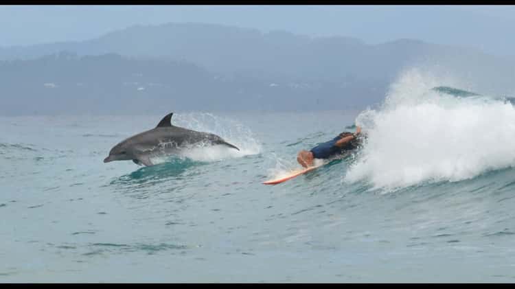 Surfing with dolphins Tallo Beach, Byron Bay.