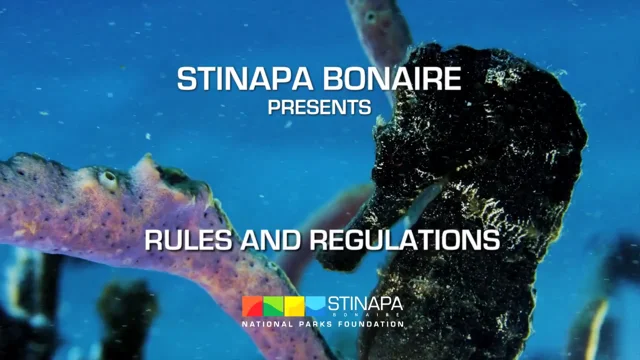 Seagrass - Stinapa Bonaire