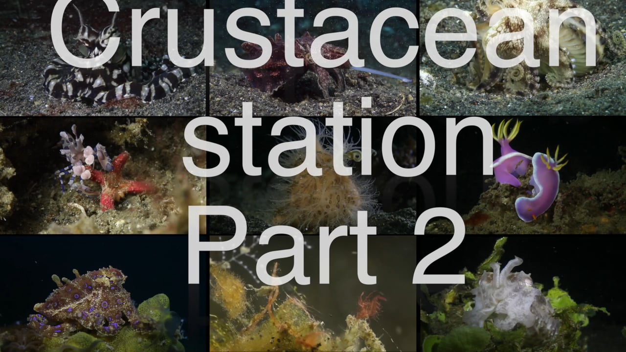 Critters of the Lembeh Strait | Episode 15 - 2015 | Crustacean Station Part 2
