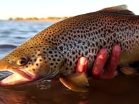 Fall Fly Fishing in Argentine Patagonia