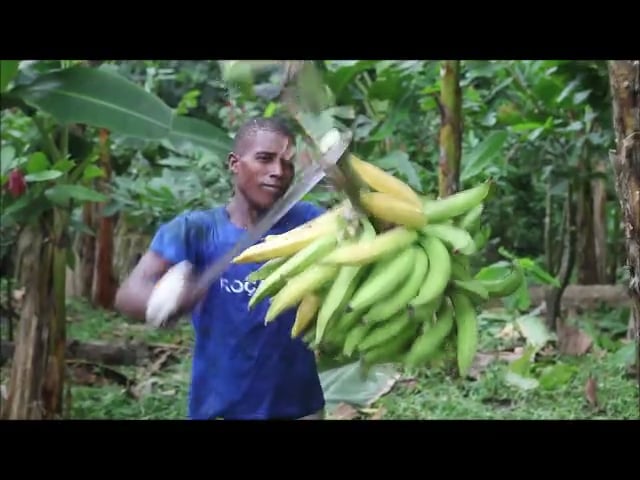 Video del progetto  PIPAGA a Sao Tomé e Principe - Alisei ONG