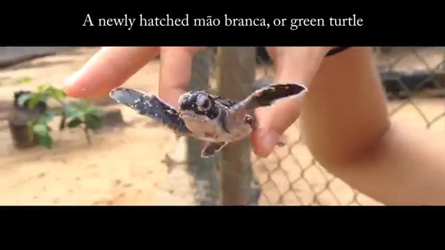 Dedicato al progetto di Alisei Ong per la difesa ambientale a Praia Jalé (riabilitazione lodge e protezione delle tartarughe)