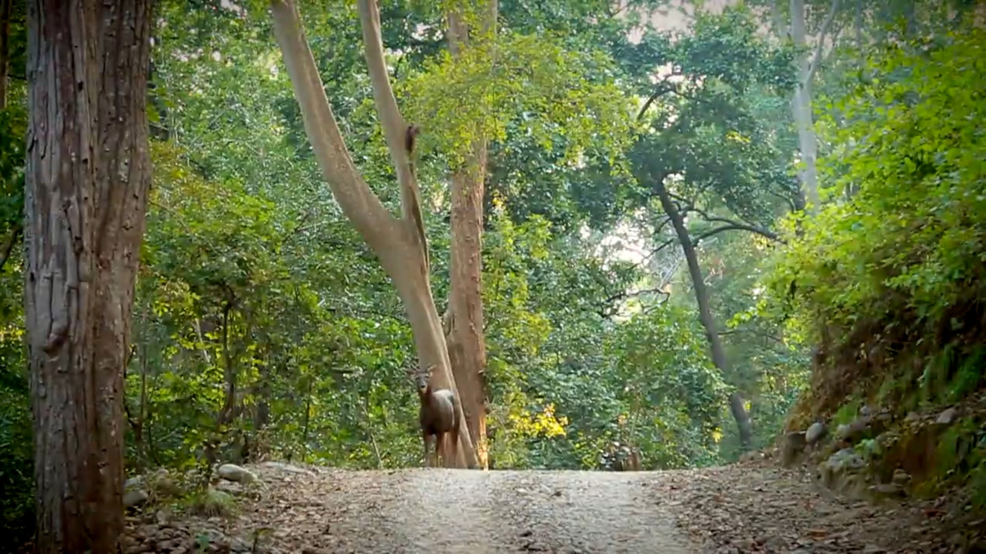Corbett Unbound
