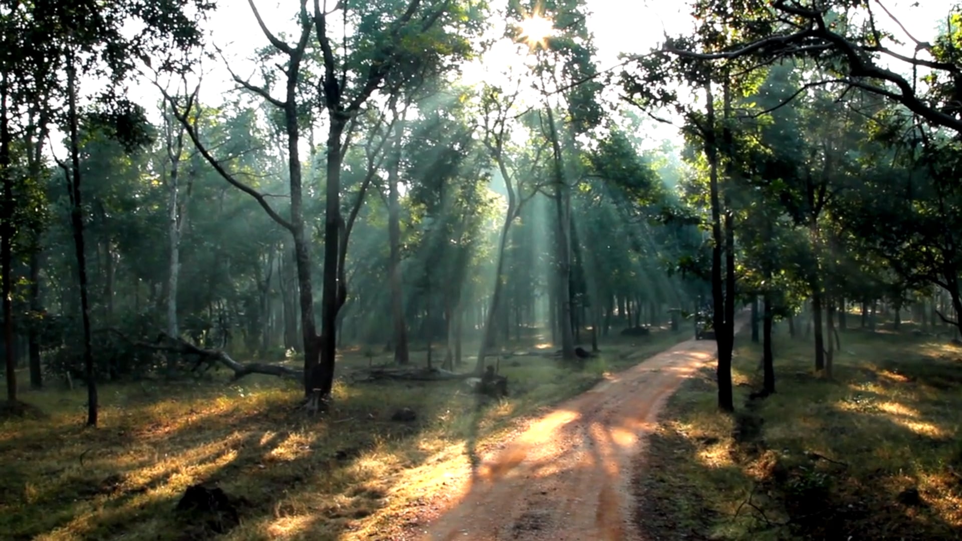 Jungle Home | Pench