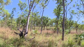 Research helps tackle Gamba Grass in Litchfield National Park