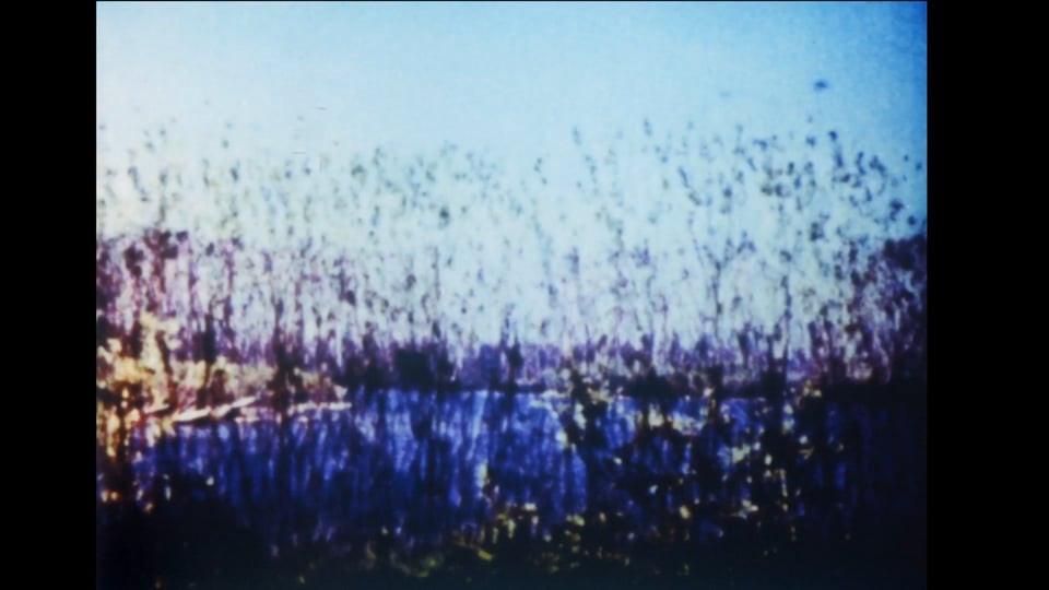 The Order of Ideas at the Leslie Street Spit