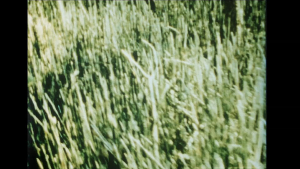 Snakegrass