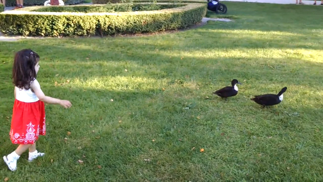 Ducks on Vimeo