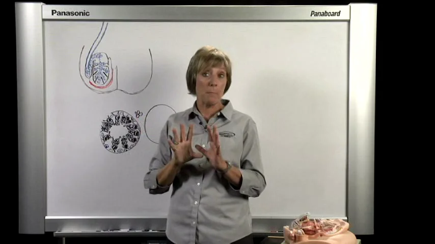 REPRODUCTIVE 1. Male Reproductive System