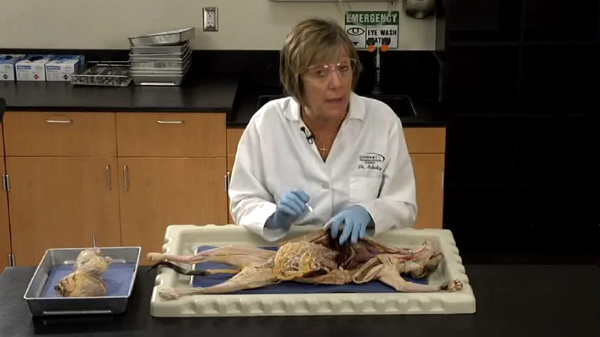 cat dissection pancreas