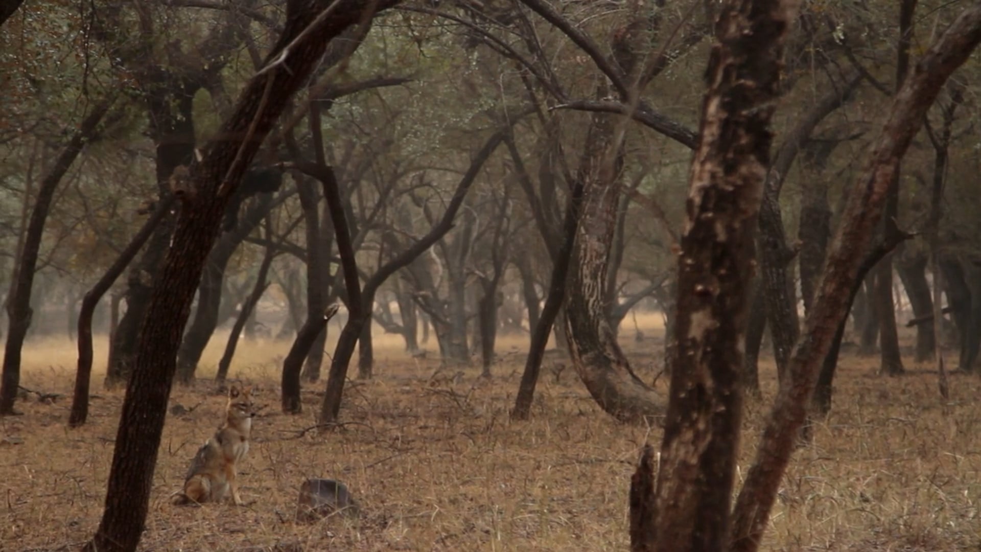 Ranthambore Fort