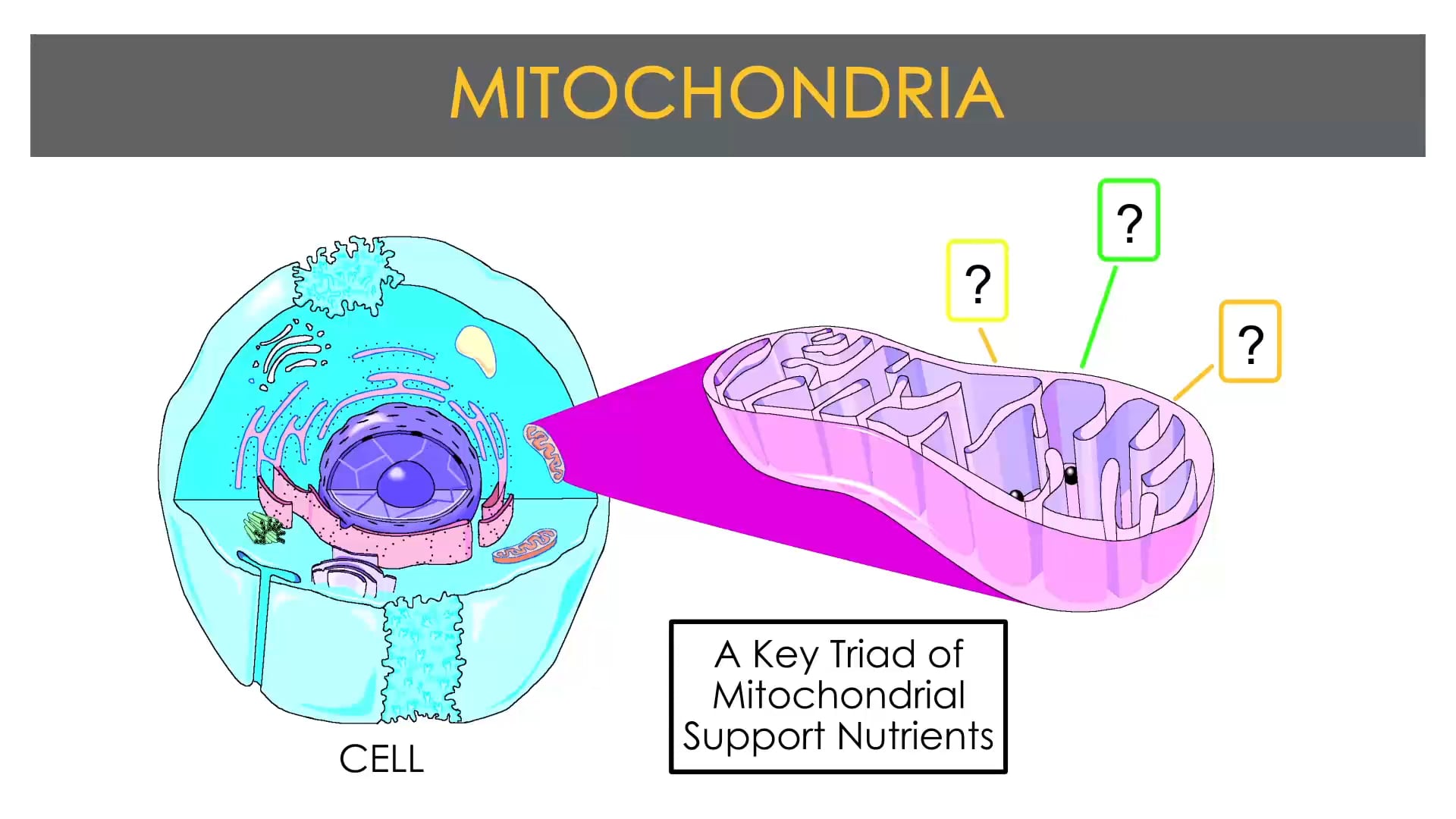 A Key Triad of Mitochondrial Support Nutrients