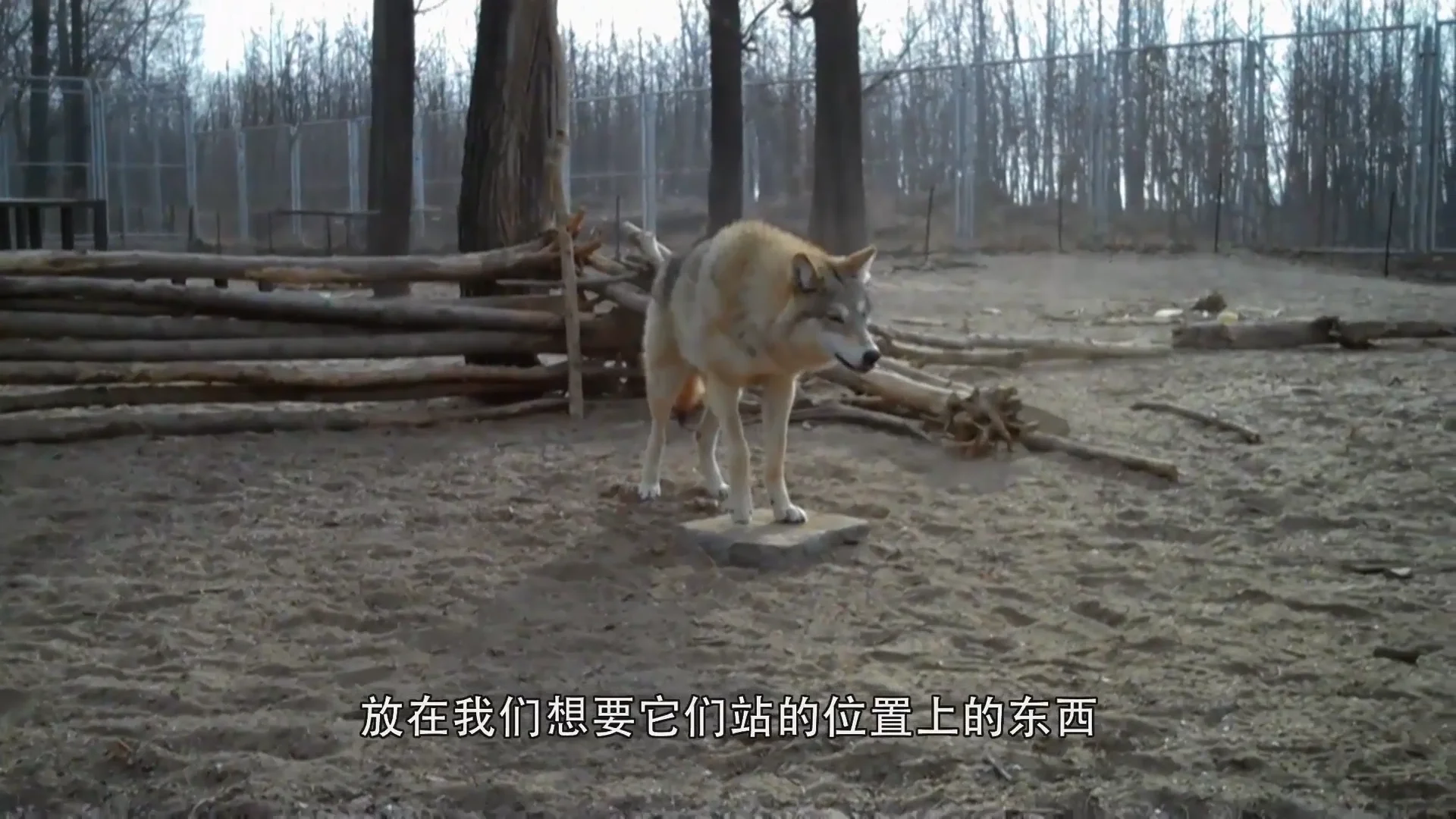 Watch wolf totem movie online 2025 free