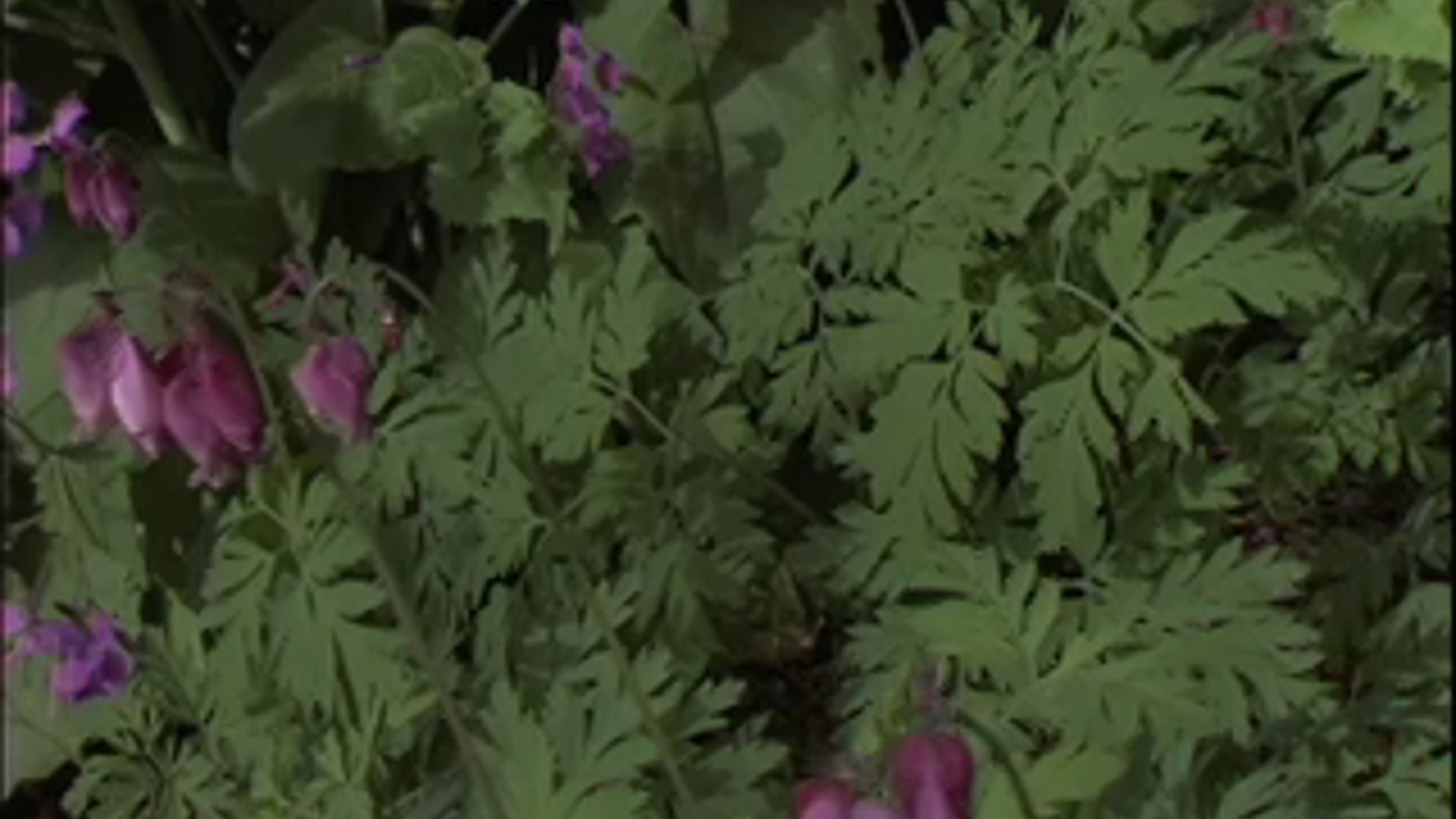 En Primavera