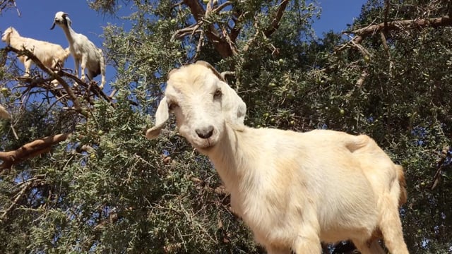 Cabras en árboles? – Muy Interesante