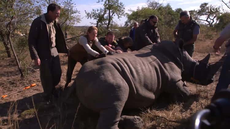 Rhino Rescue with Uma Thurman