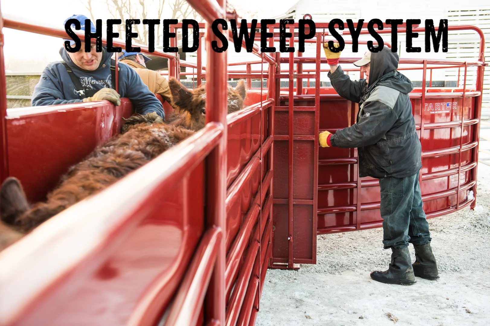 Sheeted Sweep System for cattle on Vimeo